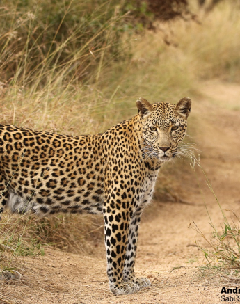 19andries Leopard.kegelia 140421 2 Final 19andries Leopard.kegelia 140421 2 Final