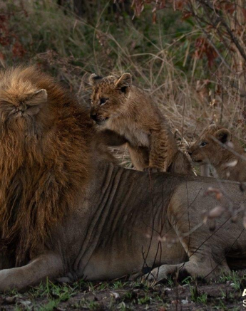 14andries Lions.styx Blog 8 Final