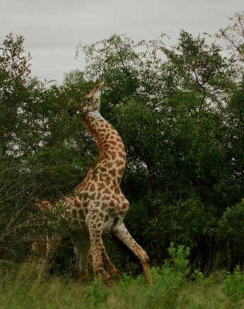 Giraffe3 S Giraffe3 S