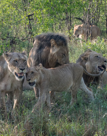 Courtney Dalziel Unknown Lions 1