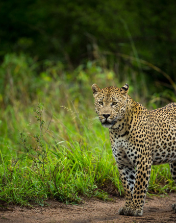 Lance Maxibene 1 Lance Maxibene 1