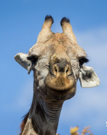 10959937 811846562196330 9198845981304717973 O