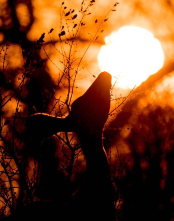 28Sheldon Hooper Kudu Sunset 28Sheldon Hooper Kudu Sunset