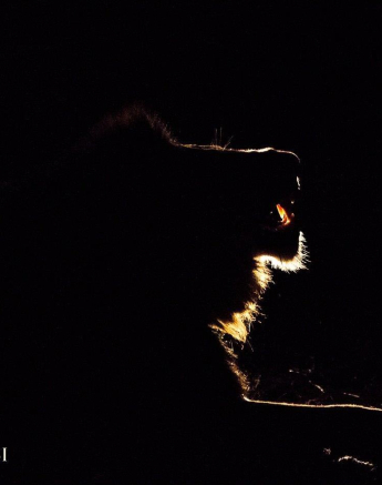 26Kevan Dobbie Male Lion 02 Final 26Kevan Dobbie Male Lion 02 Final