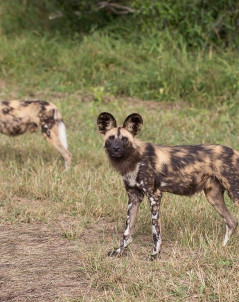 34Franscois Rosslee Madash 02052017 Final