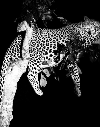 27Terry Ennever White Dam Male 28317 2 Final 27Terry Ennever White Dam Male 28317 2 Final