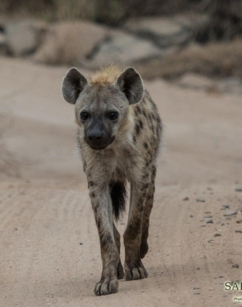 27Kevan Dobbie Hyena 1509 Final 27Kevan Dobbie Hyena 1509 Final