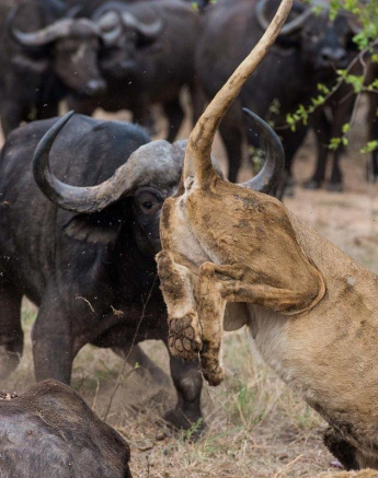 14Terry Ennever Lion Buffalo 13 Final 14Terry Ennever Lion Buffalo 13 Final