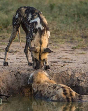 15Terry Ennever Wild Dog Hyena 9118 2 Final 15Terry Ennever Wild Dog Hyena 9118 2 Final