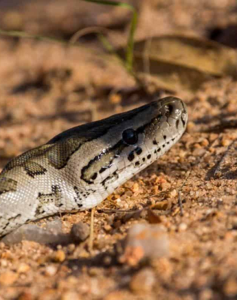 31Frederik Aucamp African Rock Python 1 Final