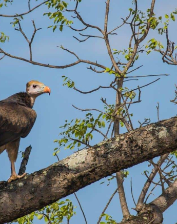 39Kevan Dobbie WH Vulture 251118 Final