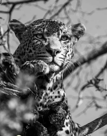 24Kevin Van Der Linde White Dam Kigilia 20042019 5 Final