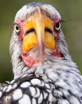 32Kevin Van Der Linde Southern Yellow Billed Hornbill 15042019 2 Final