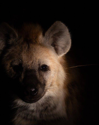11Louise Murray Hyena Cubs 20062019 1 Final 11Louise Murray Hyena Cubs 20062019 1 Final