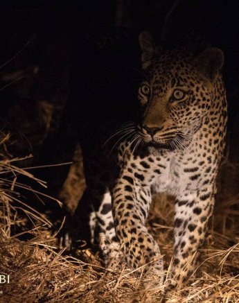 25Frederik Aucamp Scotia Female Leopard 11 07 2019 1 Final 25Frederik Aucamp Scotia Female Leopard 11 07 2019 1 Final