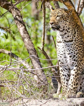 08andries Ndlovu Leopard Schotia 301119 3 Final 08andries Ndlovu Leopard Schotia 301119 3 Final