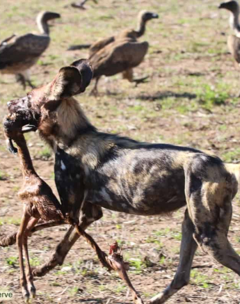 12andries Ndlovu Wild Dogs 151119 5 Final 12andries Ndlovu Wild Dogs 151119 5 Final