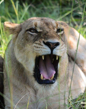 02Ronald Mutero Sp Females 04022020 4 Final 02Ronald Mutero Sp Females 04022020 4 Final