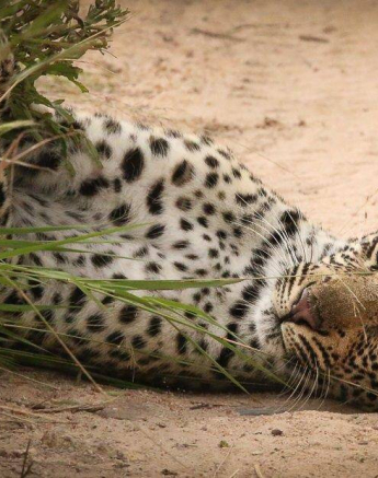 37Ruth Berning Schotia Cub 18 02 2020  Final 37Ruth Berning Schotia Cub 18 02 2020  Final