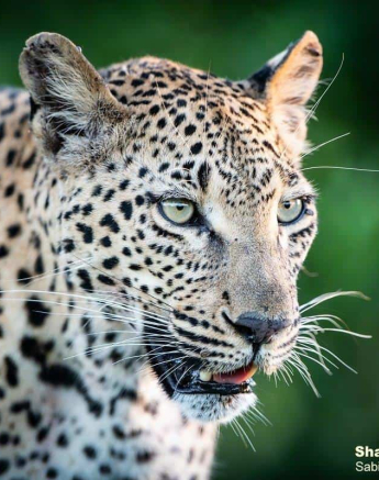 17Ntsumi Shaun Jenkinson 06 03 2020 3 Final