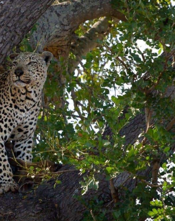 17Amy Roberts Leopard Xovonokela 1 060820 Final 17Amy Roberts Leopard Xovonokela 1 060820 Final