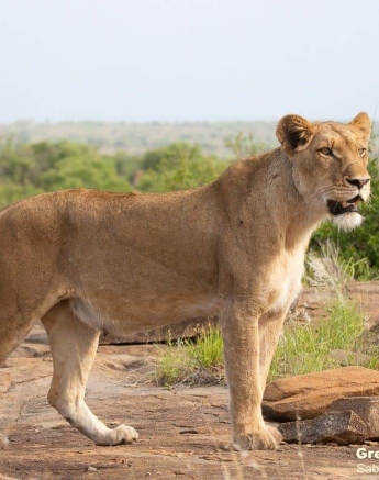 04Greg Heasman Sp And Cubs 21112020 1 Final 04Greg Heasman Sp And Cubs 21112020 1 Final