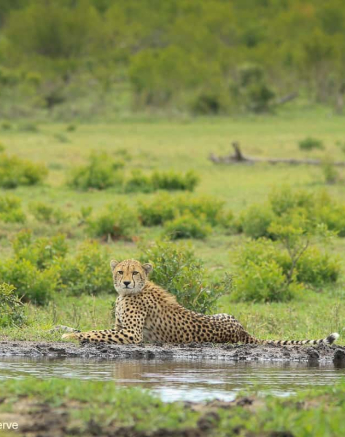 07Ally Ross 20201202 Cheetah And Cubs 08  Final