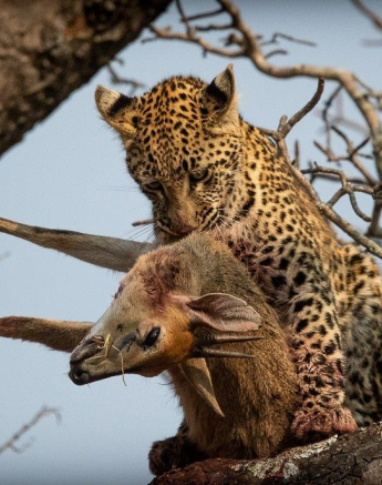 A27Ronald Mutero Ntsumi And Cub 09082021 2 Final