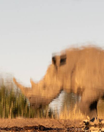 03Kevin Van Der Linde Talamati Lions And Rhino 15062019 Sigma 70 200 F2.8 2 Final 03Kevin Van Der Linde Talamati Lions And Rhino 15062019 Sigma 70 200 F2.8 2 Final