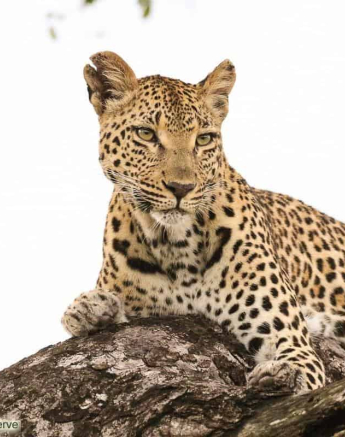 20andries.ndlovu Leopard 14.3.20 5 Final 20andries.ndlovu Leopard 14.3.20 5 Final