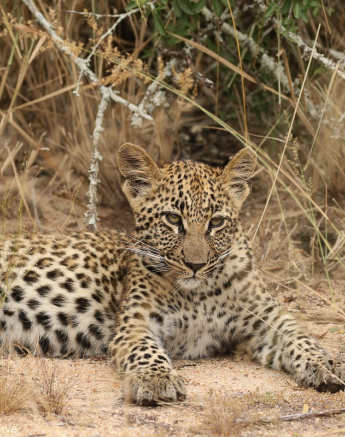 23andries Leopard.mating 100421 1 Final 23andries Leopard.mating 100421 1 Final