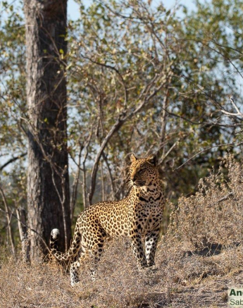 01andries Leopard.ntsumi 300621 1 Final 01andries Leopard.ntsumi 300621 1 Final