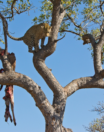 Arboreal Acrobat 5 Arboreal Acrobat 5