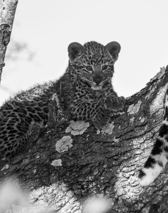 Nottins Leopard Cub Rich 4