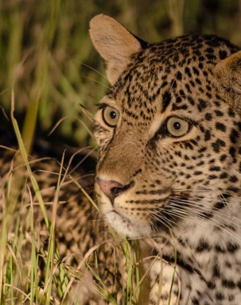 Mike L Kalenge 2 Mike L Kalenge 2