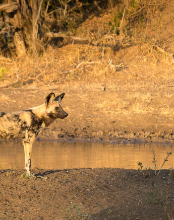 01Kosie Lategan Dog1 1