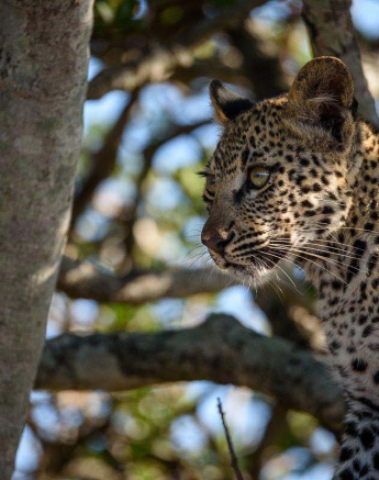 13Mike Palmer LBC Cub 160416 3