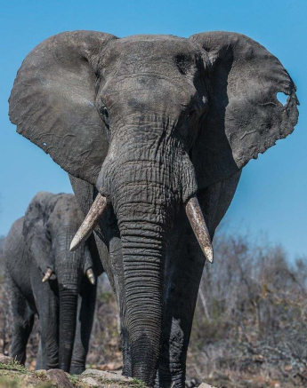 18Terry Ennever Elephant Flare 1 18Terry Ennever Elephant Flare 1