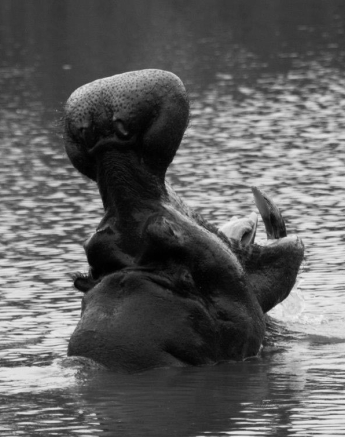 31Kevan Dobbie Hippo 03 BW Final 31Kevan Dobbie Hippo 03 BW Final