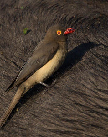 09Franscois Rosslee Oxpecker 1 Of 1 Final 09Franscois Rosslee Oxpecker 1 Of 1 Final