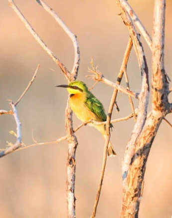 33Frederik Aucamp Little Bee Eater Final 33Frederik Aucamp Little Bee Eater Final