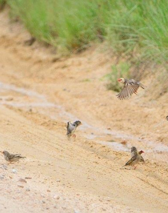 15Mike Palmer Red Billed Quelia Final 15Mike Palmer Red Billed Quelia Final