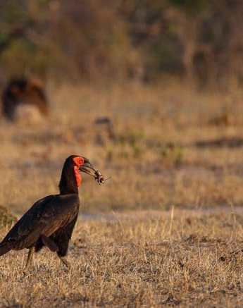 36Louise Murray Southern Ground Hornbill 09112018 1 Final 36Louise Murray Southern Ground Hornbill 09112018 1 Final