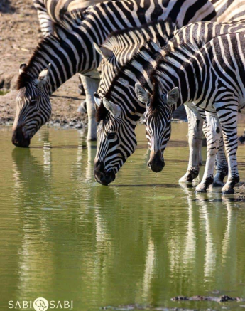 50Louise Murray Zebra 30102018 Final