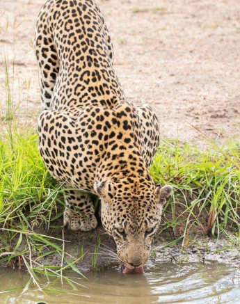 16Frederik Aucamp Xivonekele And Female Mating Leopards 24 01 19 Final 16Frederik Aucamp Xivonekele And Female Mating Leopards 24 01 19 Final