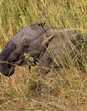 15Kevin Van Der Linde Elephant 02052019 Final 15Kevin Van Der Linde Elephant 02052019 Final