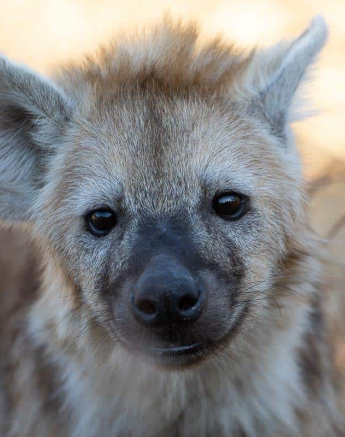 19Kevin Van Der Linde Hyena 06072019 Final 19Kevin Van Der Linde Hyena 06072019 Final