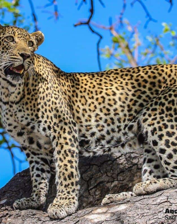 07andries Ndlovu Leopard Schotia 301119 1 Final 07andries Ndlovu Leopard Schotia 301119 1 Final