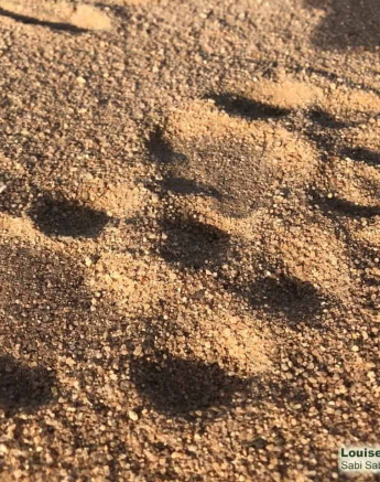 24Louise Murray Leopard Track 1 FINAL