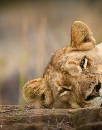 42Ally Ross 20200709 SP 01  Final